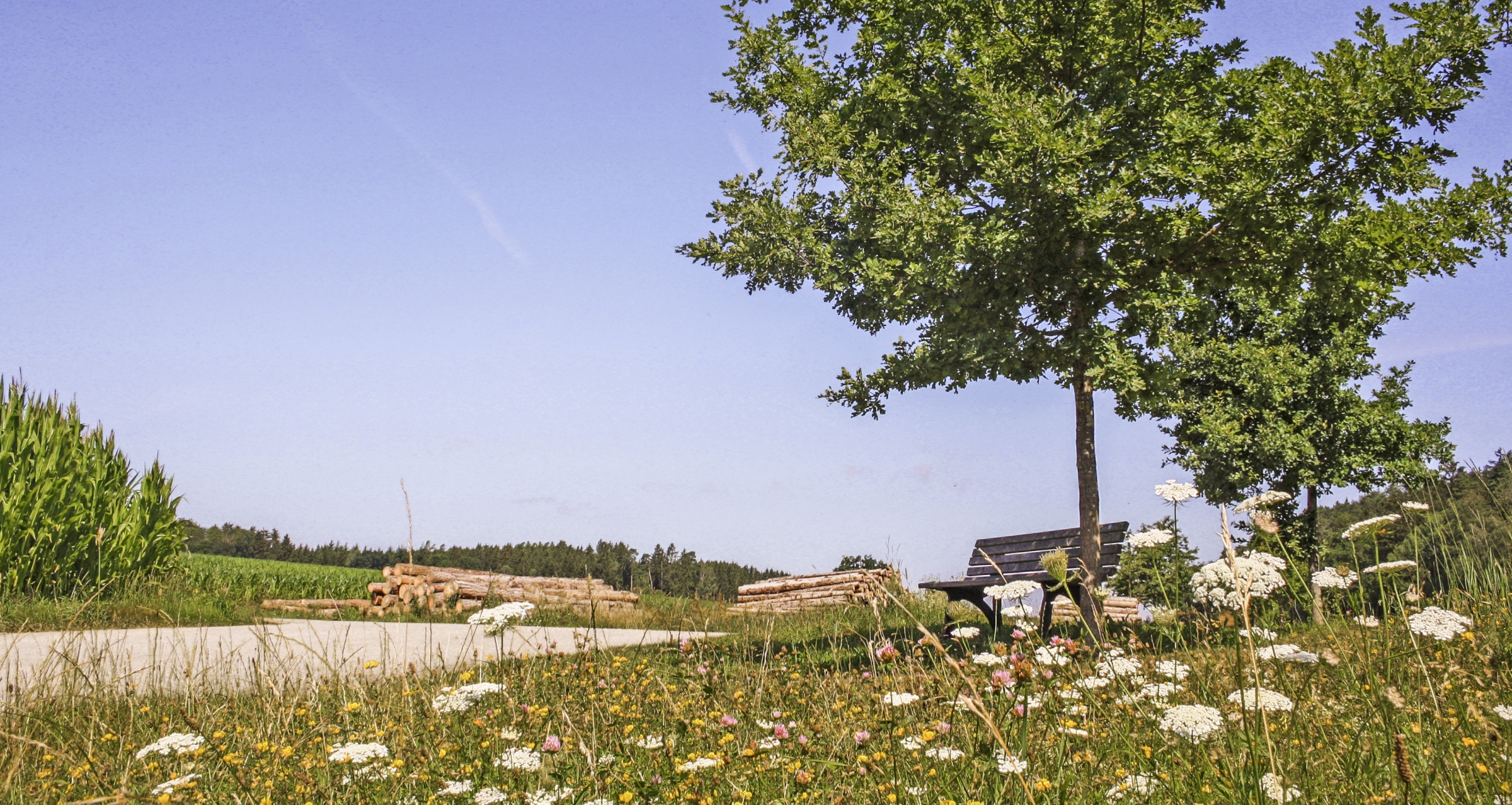 Ein Ruheplatz mit Bank und Baum bei Hirschbach und Kirchdorf