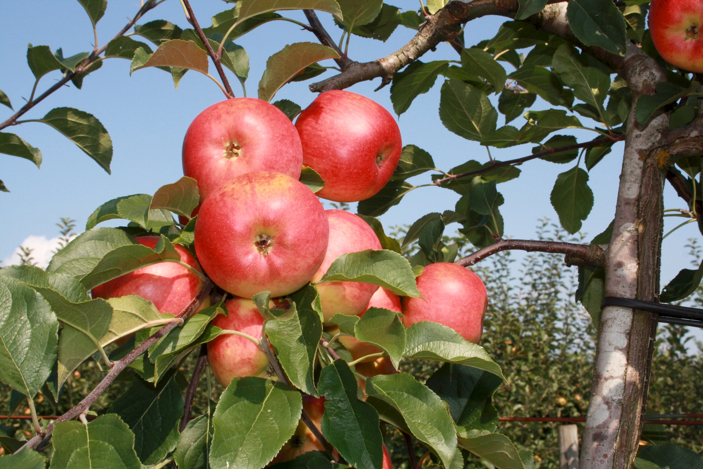Äpfel Blätter