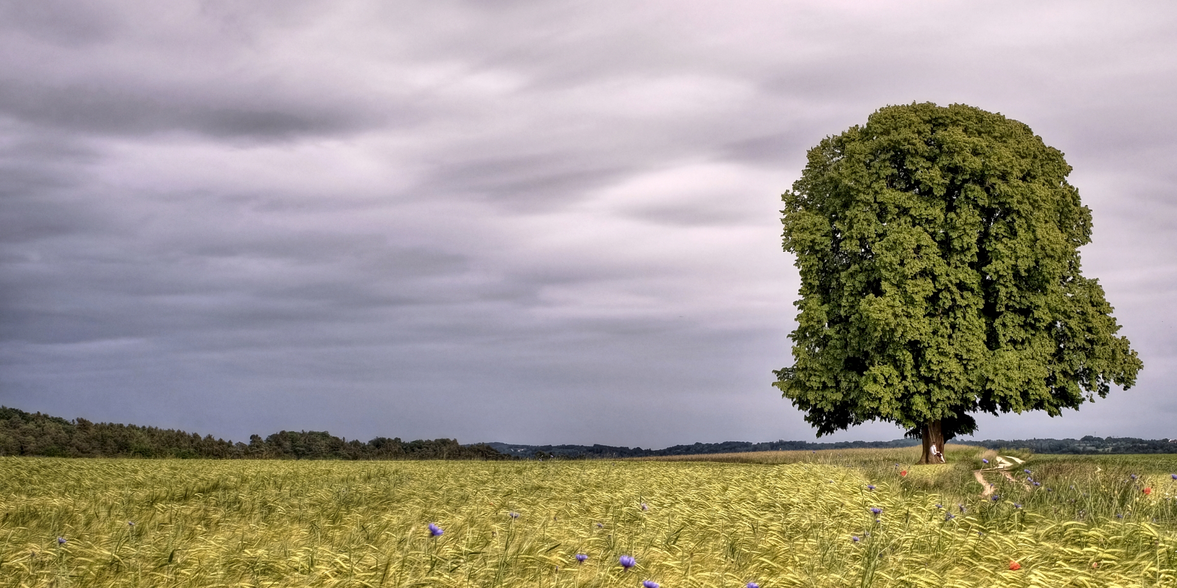 Eine Linde ein Baum auf einem Feld vor viel Himmel