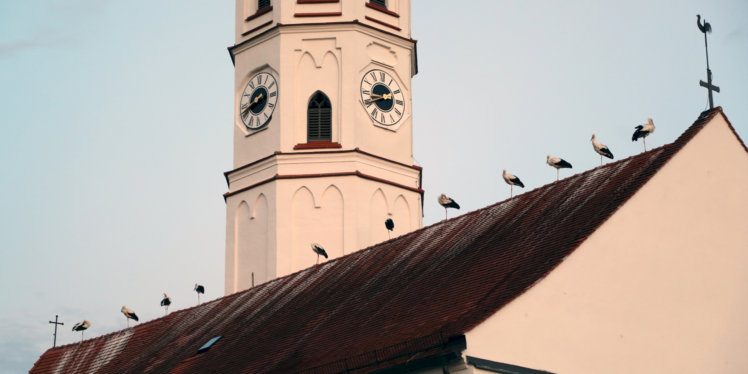 Weissstörche Kirche Turm Dach