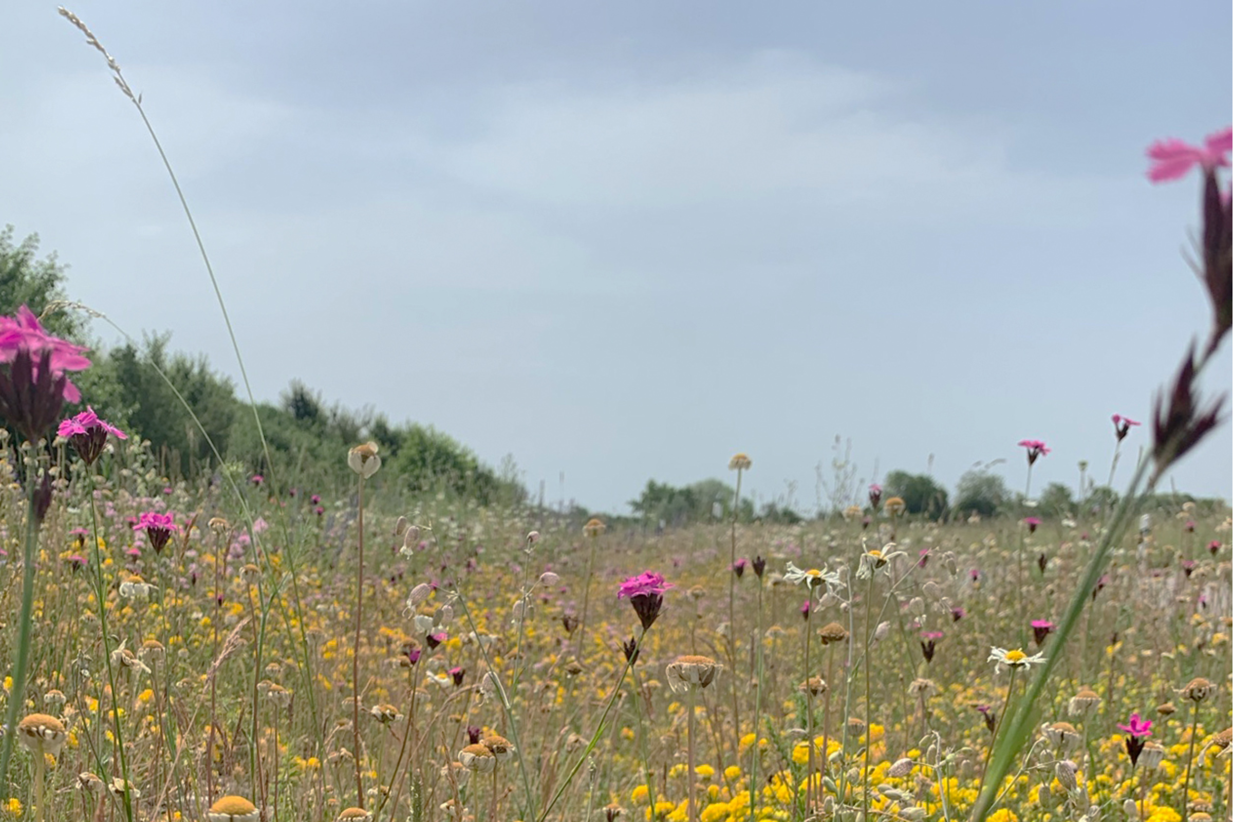 Blumenwiese insektenfreundlich nachhaltig