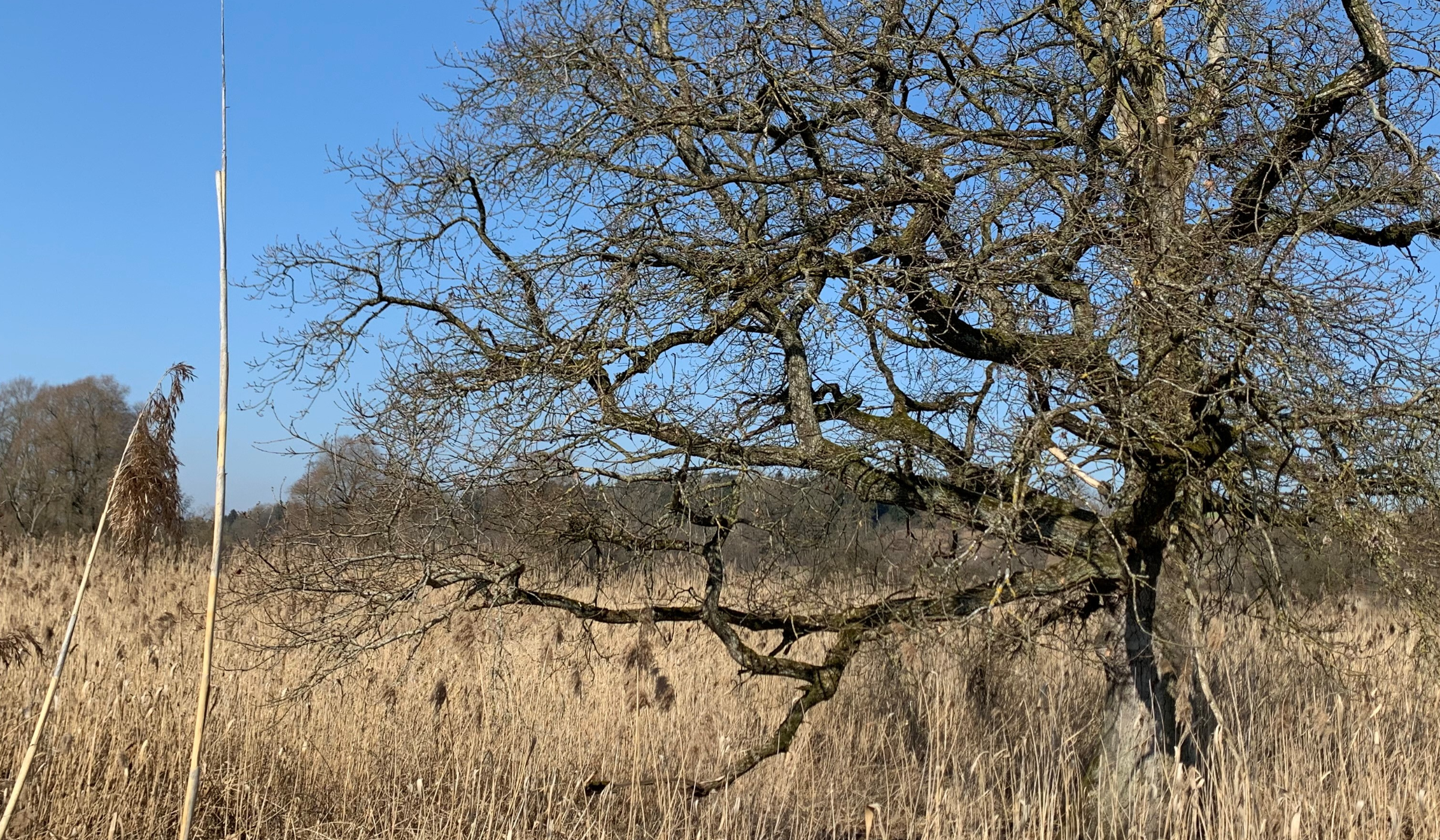 Karger Baum in der Amperaue