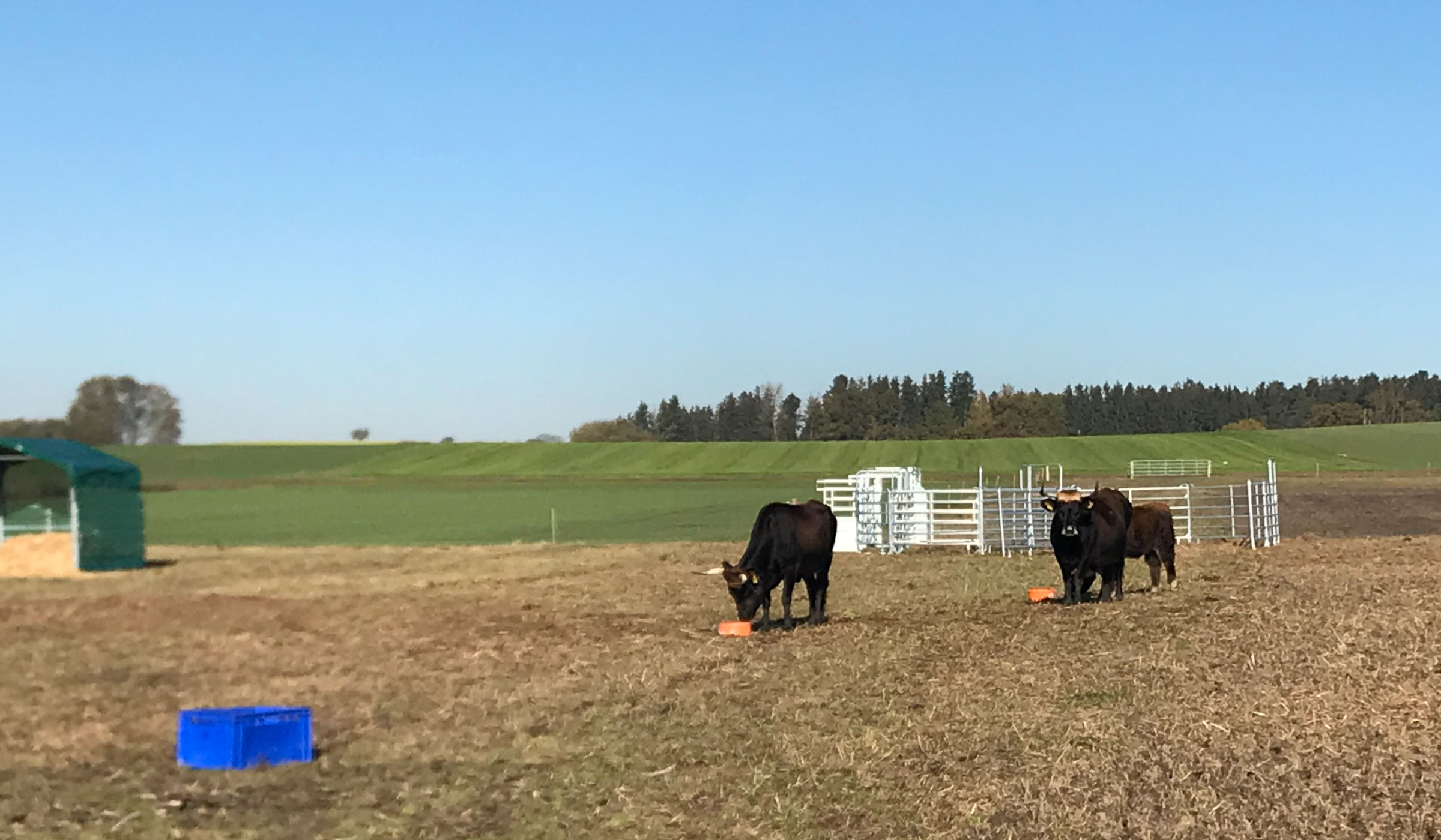 Auerochsen in kammerberg