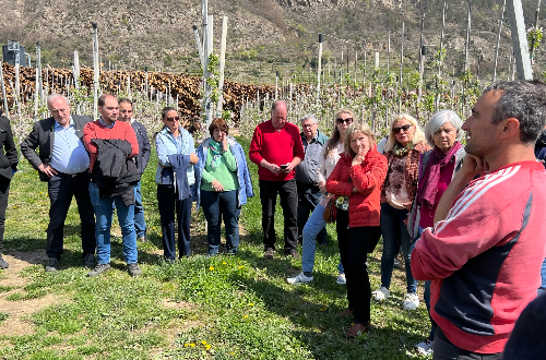 Apfelblüte im Vinschgau
