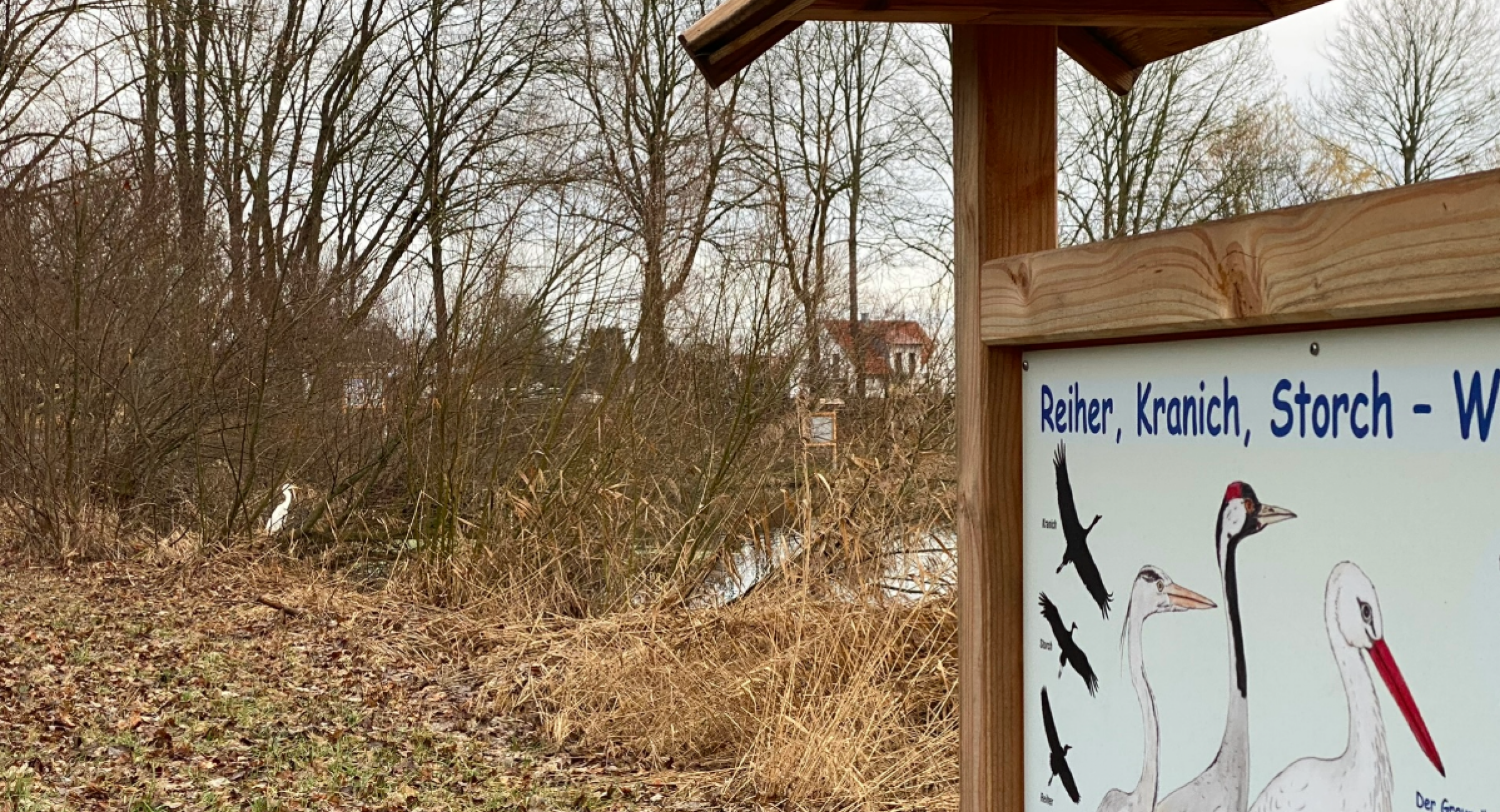 Reiher am Weiher