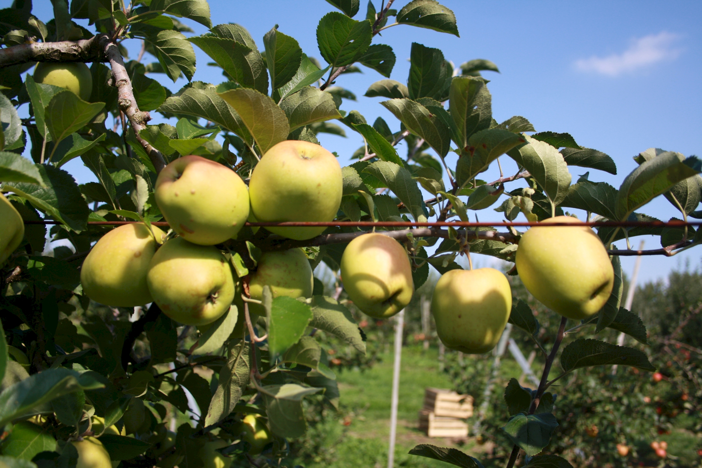 Äpfel hängen an einem Apfelbaum