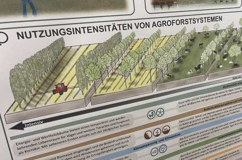 Agroforst-Systeme als Klimaprojekt