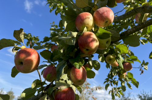 Äpfel am Baum
