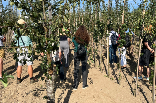 Besichtigung des Arbeitskreises, Obstbaumplantage