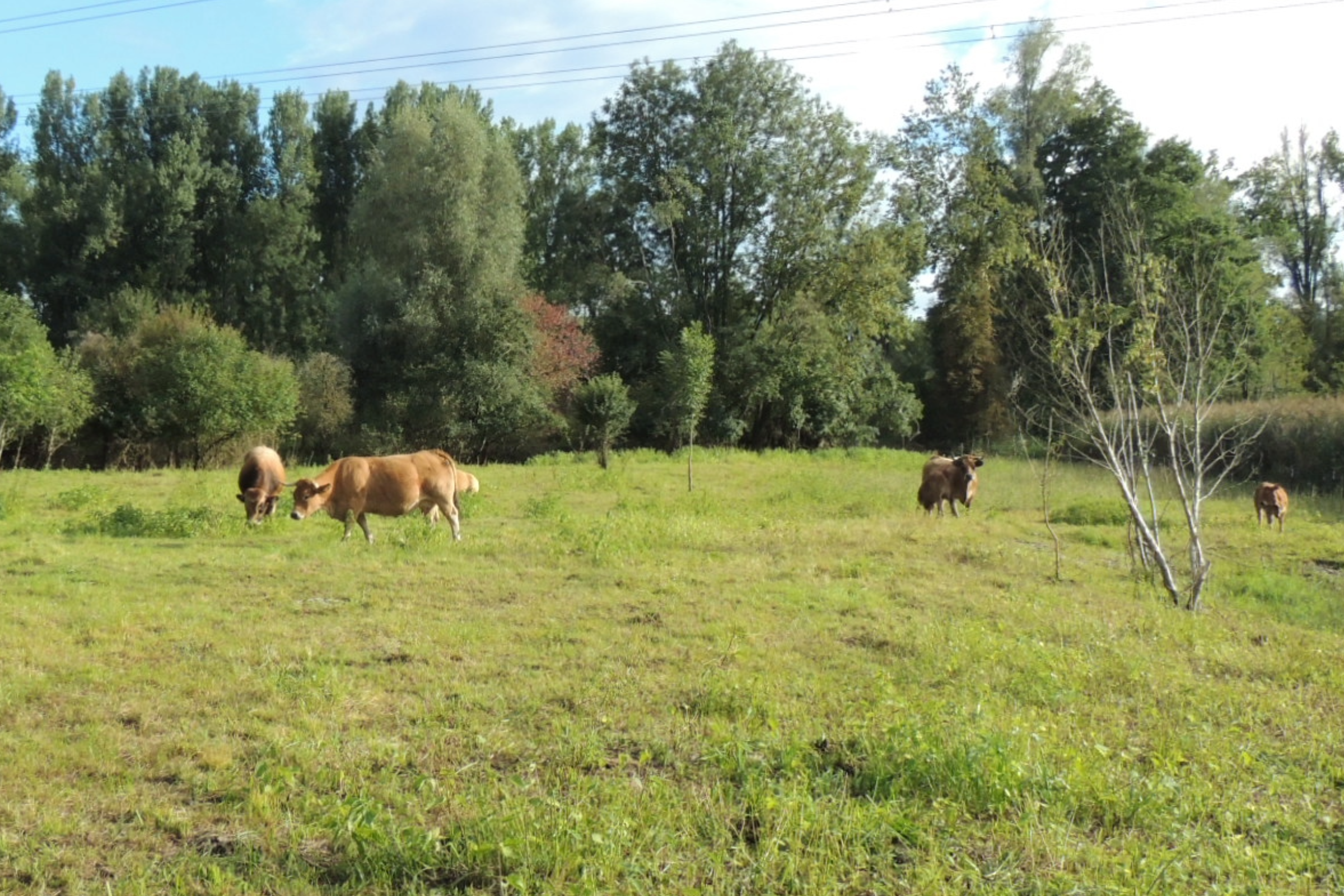 Rindviecher auf der Weide