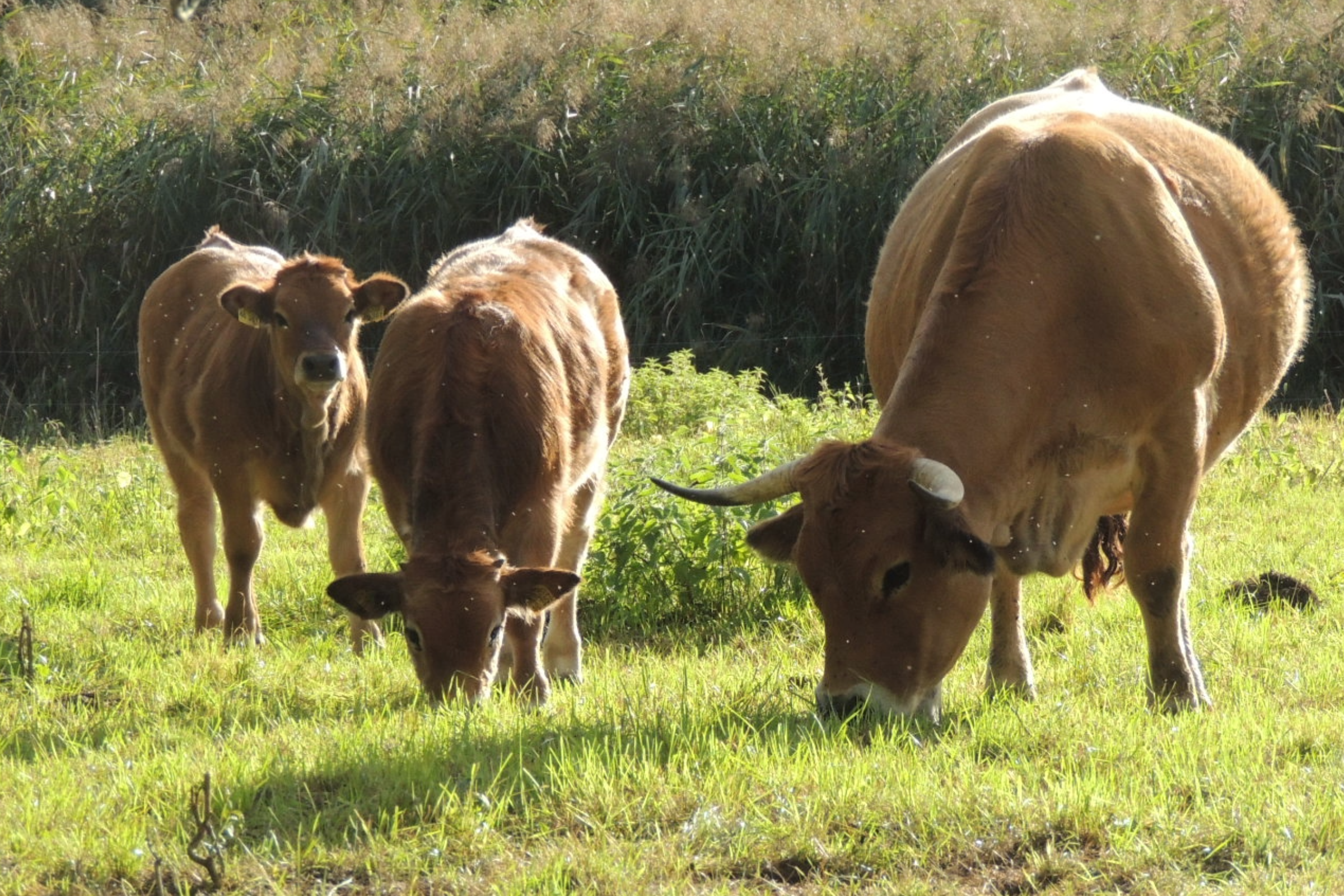 Rindviecher auf der Weide